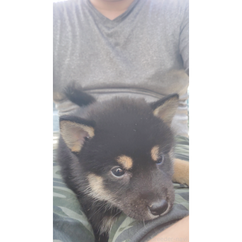 成約済の大阪府の柴犬-415035の6枚目