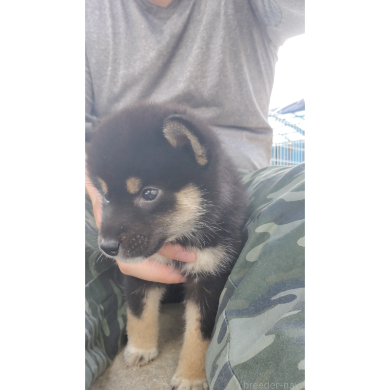 成約済の大阪府の柴犬-415035の4枚目