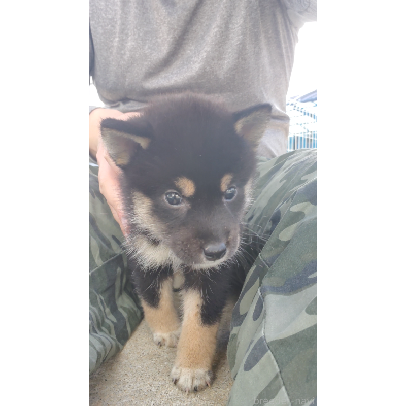 成約済の大阪府の柴犬-415035の3枚目