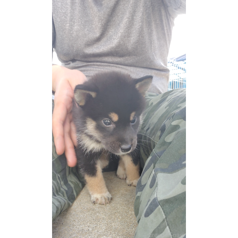 成約済の大阪府の柴犬-415035の2枚目