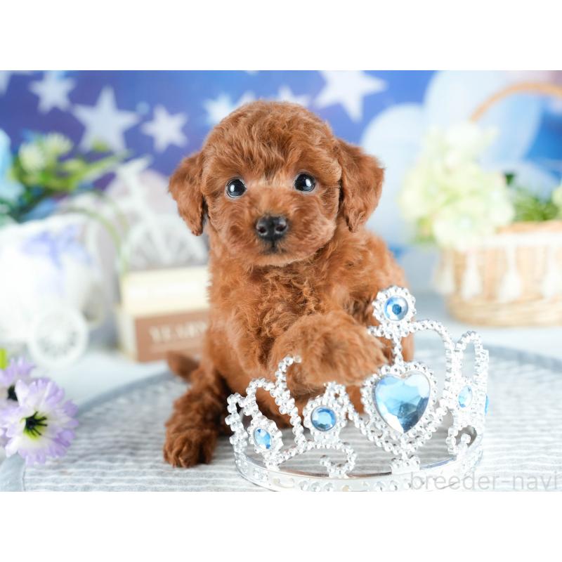 販売中の茨城県のトイプードル-416939の7枚目