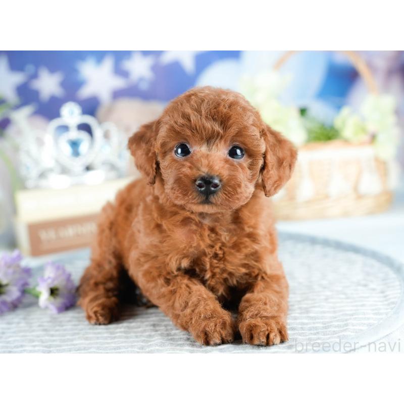 販売中の茨城県のトイプードル-416939の4枚目