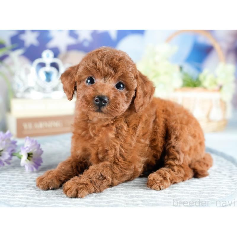 販売中の茨城県のトイプードル-416939の3枚目