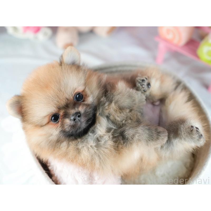 販売中の茨城県のポメラニアン-416944の7枚目