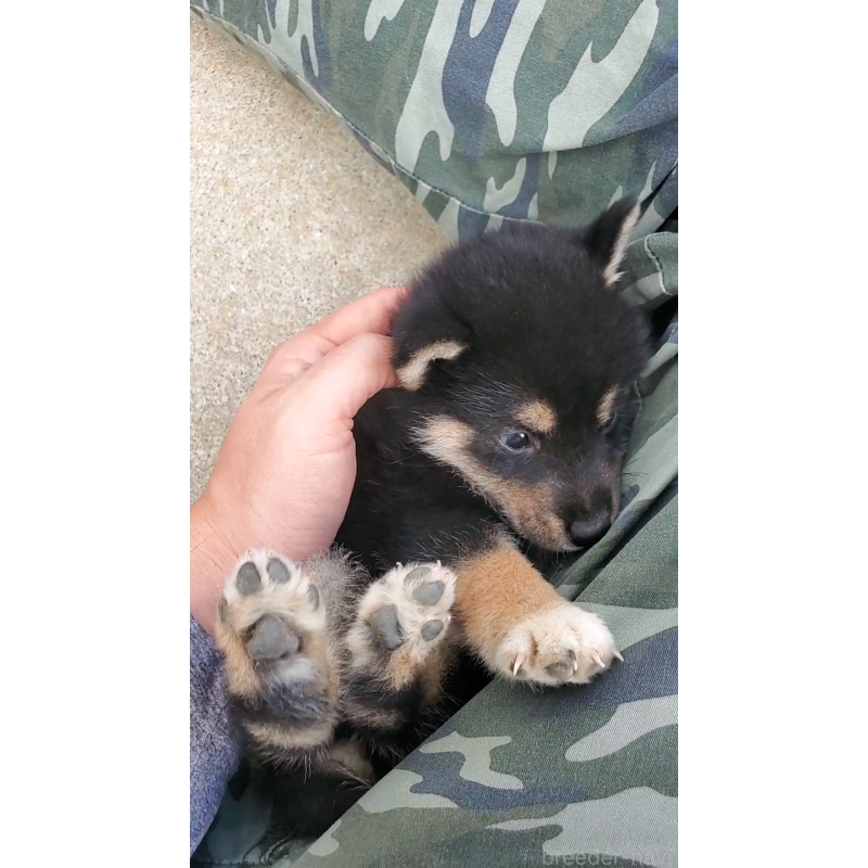 販売中の大阪府の柴犬-415020の5枚目