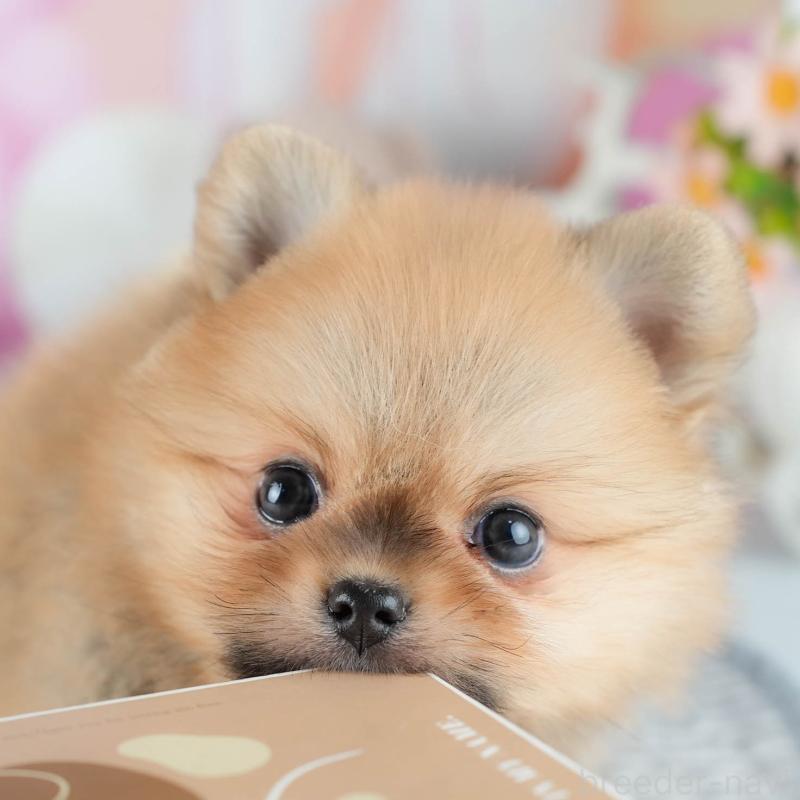 販売中の茨城県のポメラニアン-416946