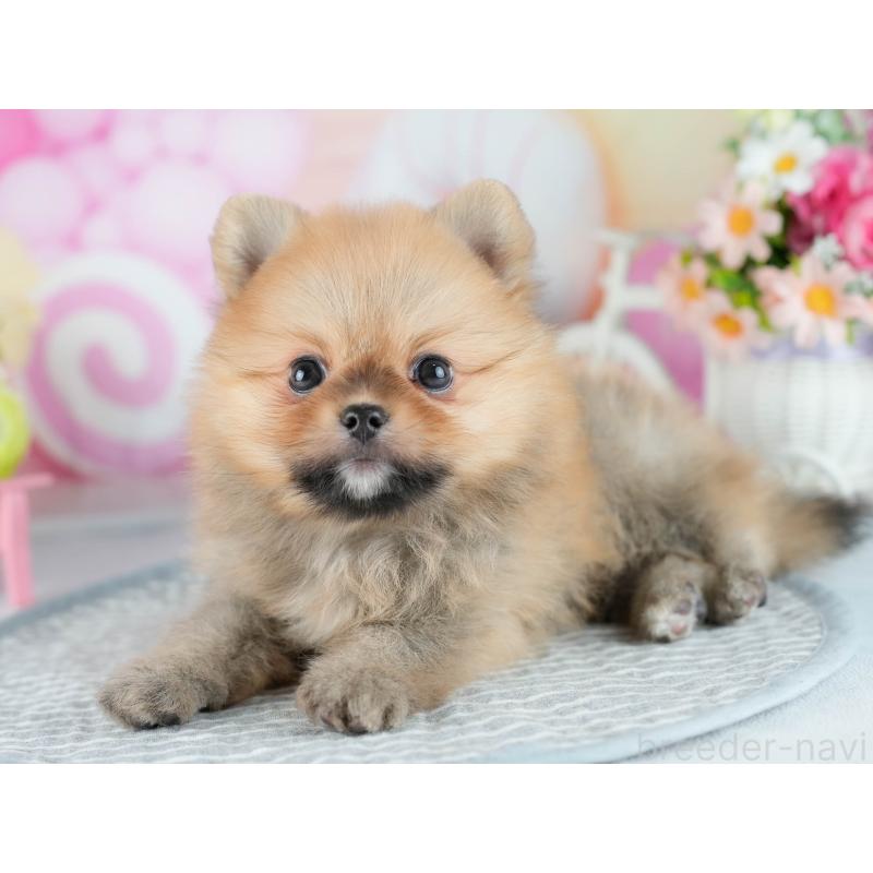販売中の茨城県のポメラニアン-416946の7枚目