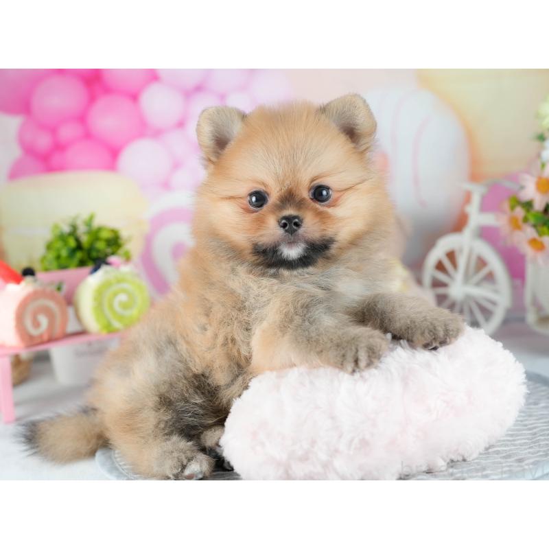 販売中の茨城県のポメラニアン-416946の4枚目