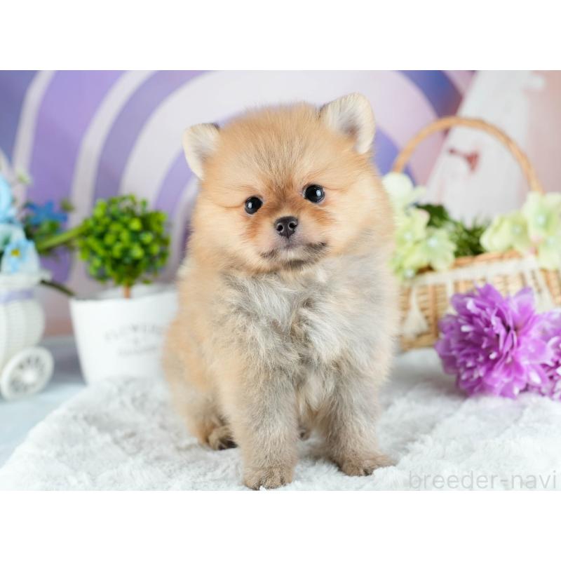 販売中の茨城県のポメラニアン-416949の3枚目