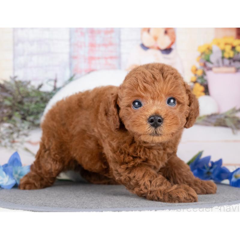販売中の岐阜県のトイプードル-416966の2枚目