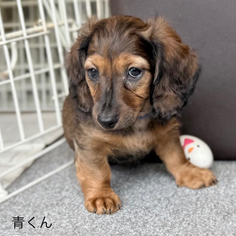 販売中の埼玉県のミニチュアダックスフンド(ロングヘアード)-416977の15枚目
