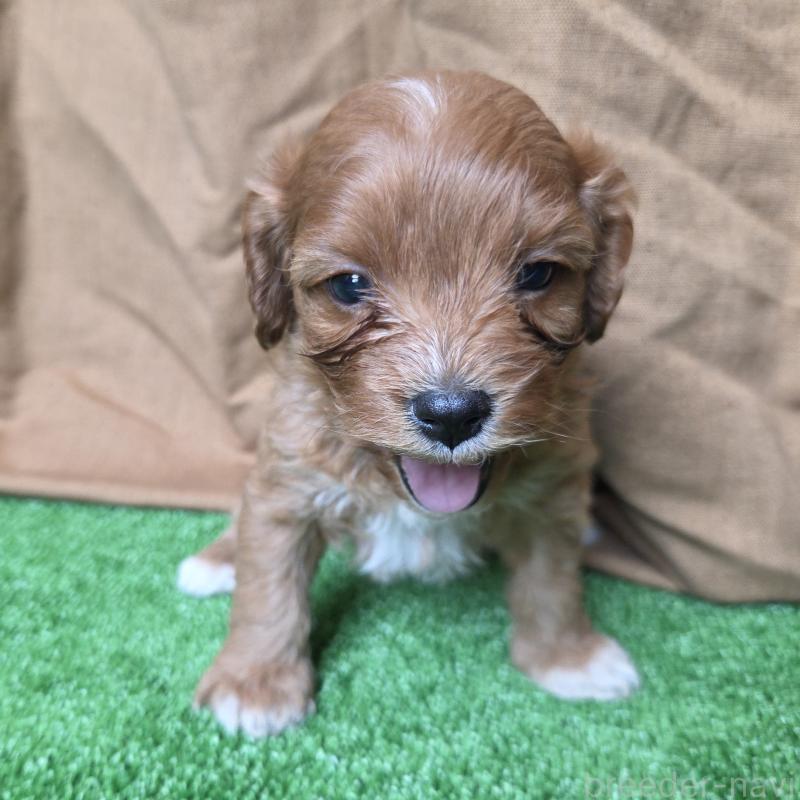 成約済の神奈川県のキャバプー:キャバリア×トイプードル-416236の1枚目