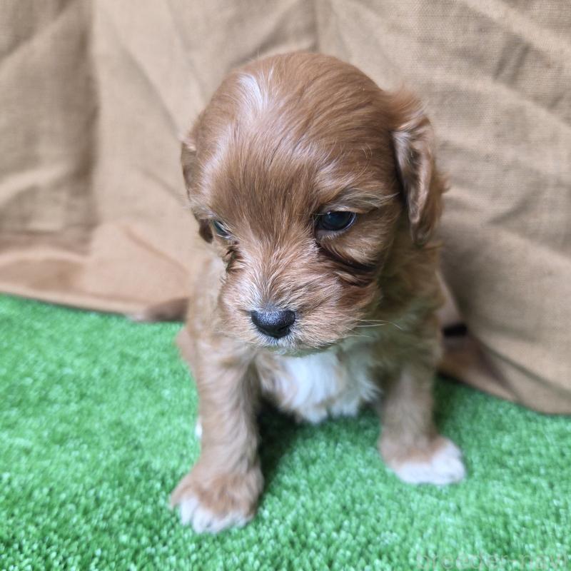 成約済の神奈川県のキャバプー:キャバリア×トイプードル-416236の3枚目