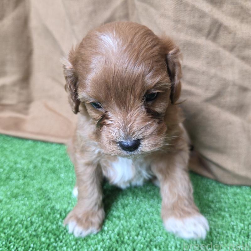 成約済の神奈川県のキャバプー:キャバリア×トイプードル-416236の2枚目