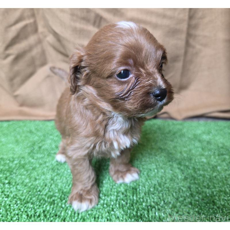 販売中の神奈川県のキャバプー:キャバリア×トイプードル-416215の19枚目