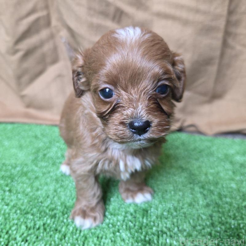 販売中の神奈川県のキャバプー:キャバリア×トイプードル-416215の18枚目