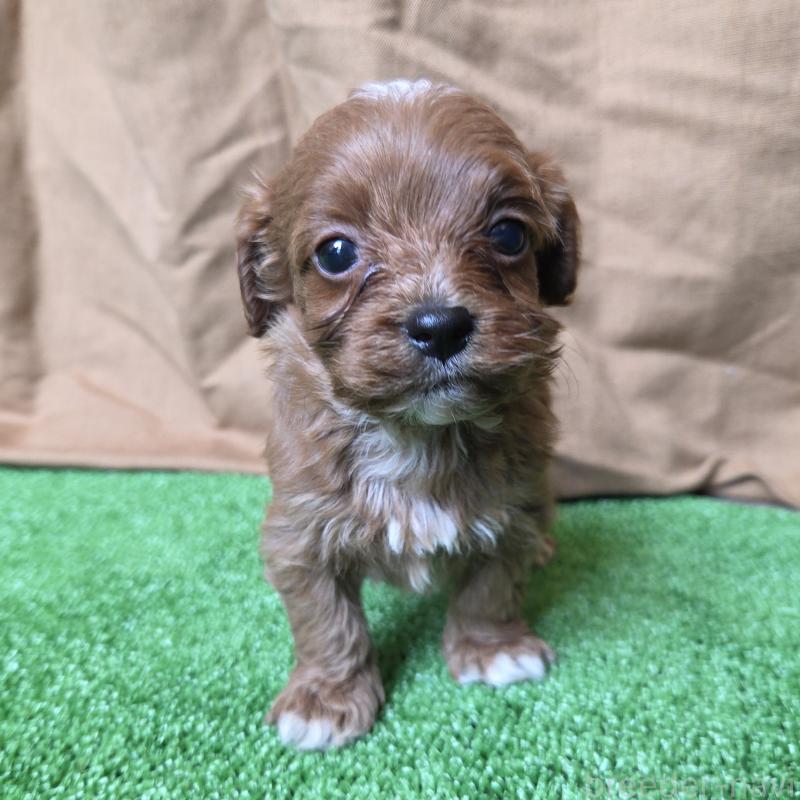 販売中の神奈川県のキャバプー:キャバリア×トイプードル-416215の17枚目