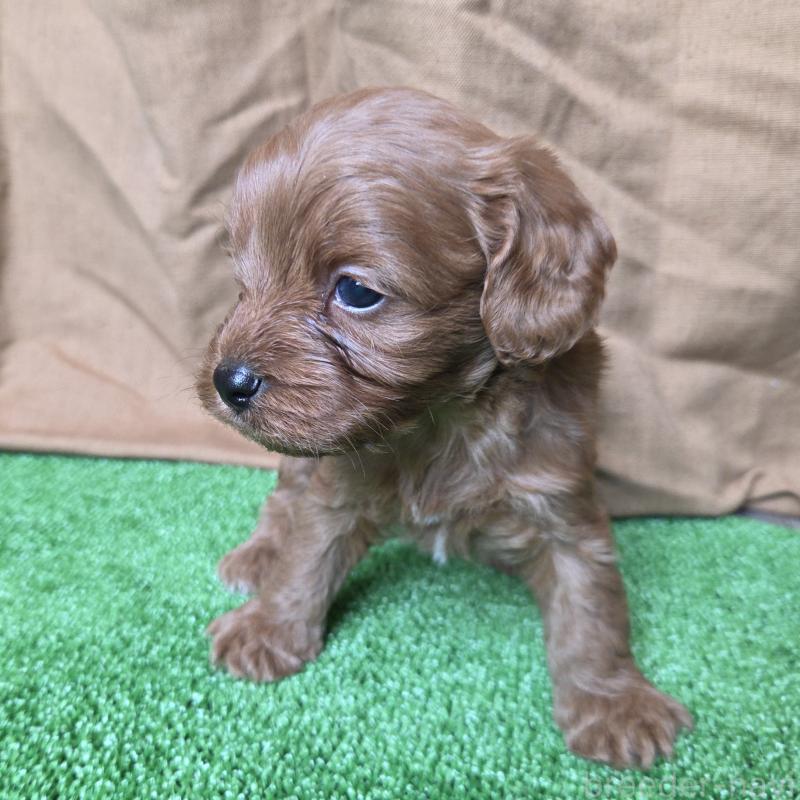 販売中の神奈川県のキャバプー:キャバリア×トイプードル-416239の19枚目