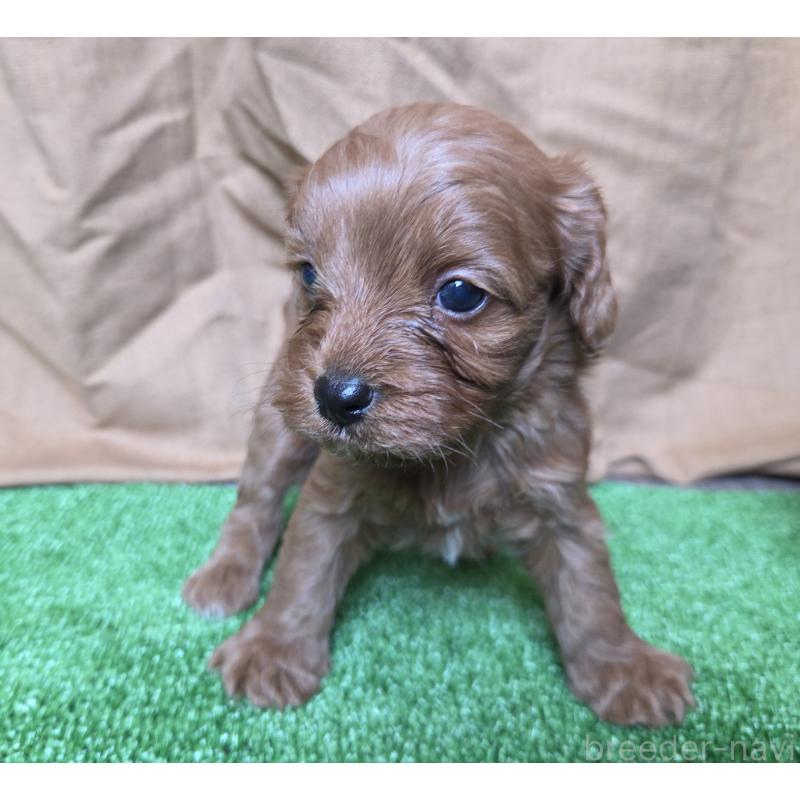 販売中の神奈川県のキャバプー:キャバリア×トイプードル-416239の18枚目