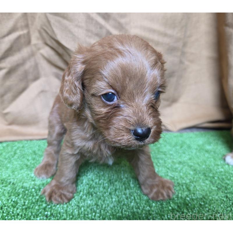 販売中の神奈川県のキャバプー:キャバリア×トイプードル-416239の17枚目