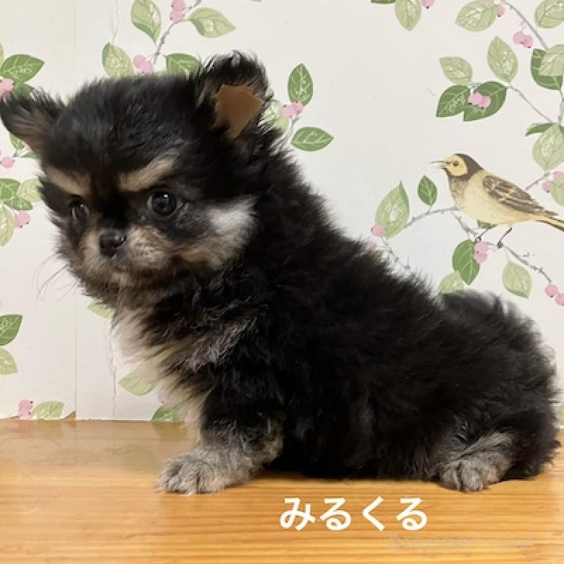 販売中の群馬県のチワワ(ロングコート)-417000の12枚目