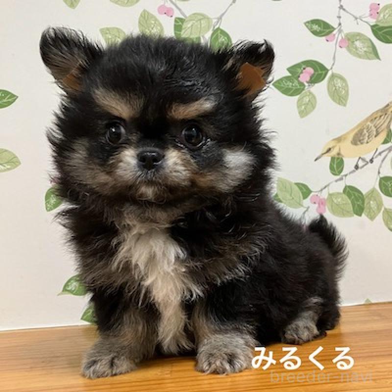 販売中の群馬県のチワワ(ロングコート)-417000