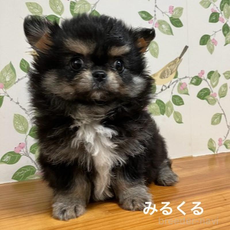 販売中の群馬県のチワワ(ロングコート)-417000の11枚目