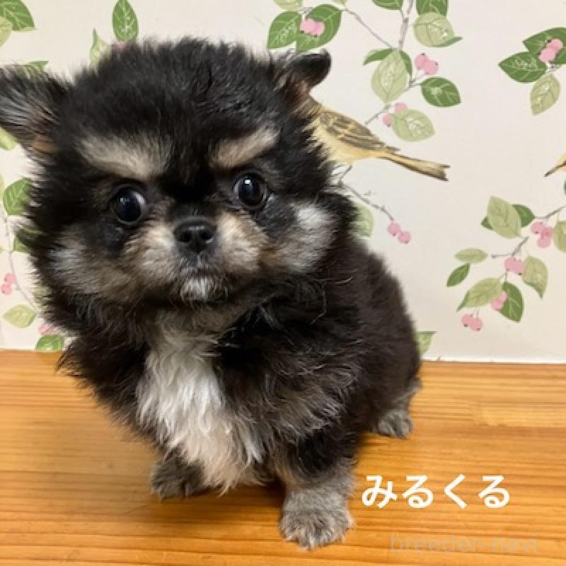 販売中の群馬県のチワワ(ロングコート)-417000の9枚目
