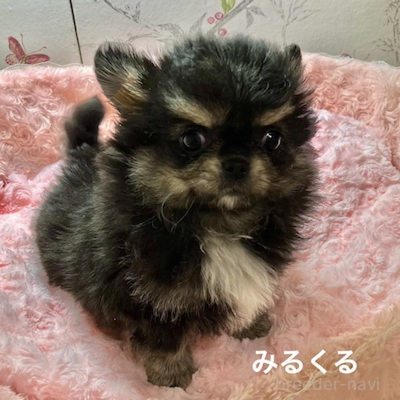 販売中の群馬県のチワワ(ロングコート)-417000の6枚目