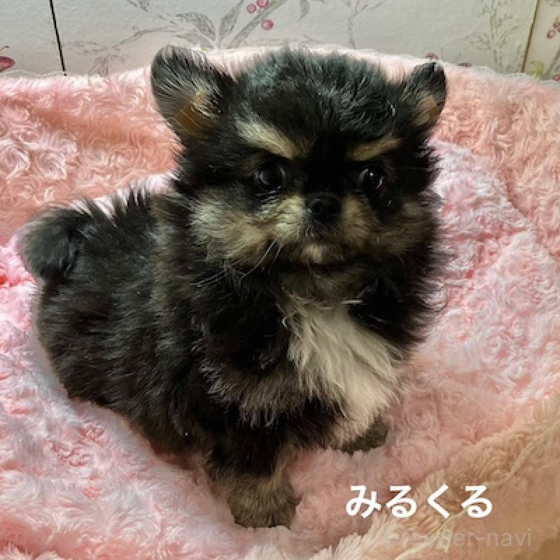 販売中の群馬県のチワワ(ロングコート)-417000の3枚目