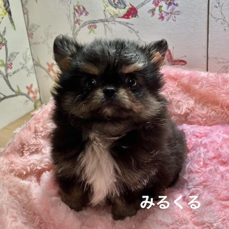販売中の群馬県のチワワ(ロングコート)-417000の4枚目