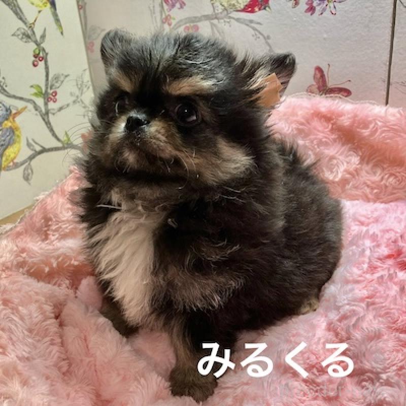 販売中の群馬県のチワワ(ロングコート)-417000の2枚目