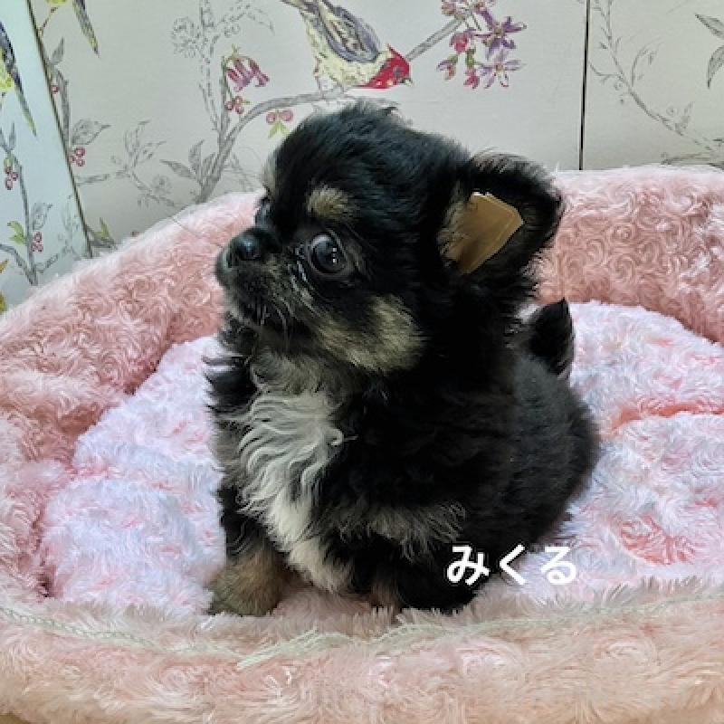 販売中の群馬県のチワワ(ロングコート)-417001の6枚目