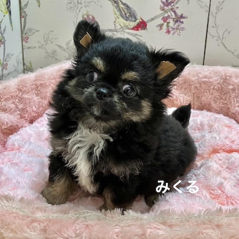 販売中の群馬県のチワワ(ロングコート)-417001の1枚目