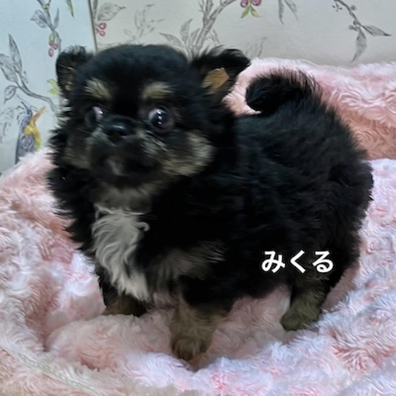 販売中の群馬県のチワワ(ロングコート)-417001の4枚目