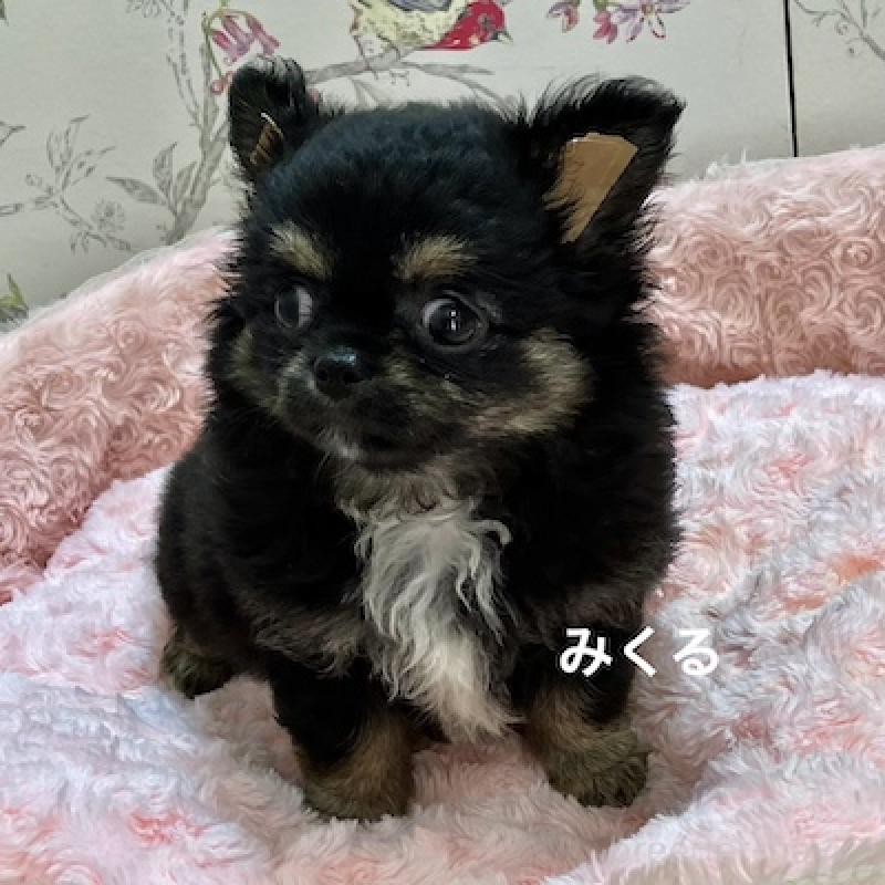 販売中の群馬県のチワワ(ロングコート)-417001の3枚目