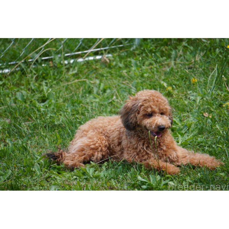 成約済の北海道のトイプードル-402023の6枚目