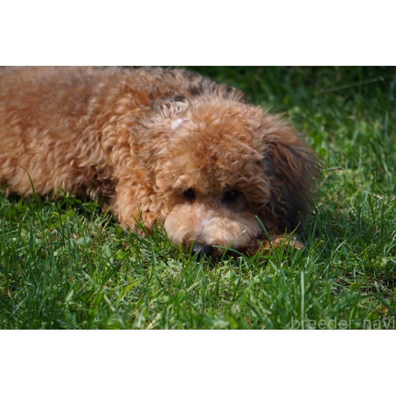 成約済の北海道のトイプードル-402023の5枚目