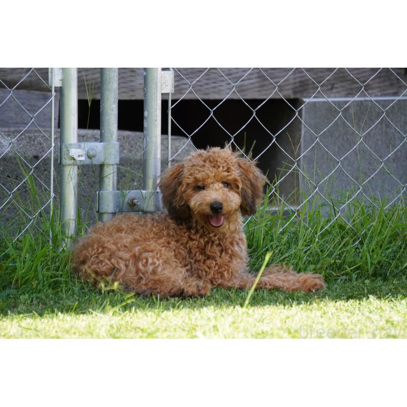 成約済の北海道のトイプードル-402023の4枚目