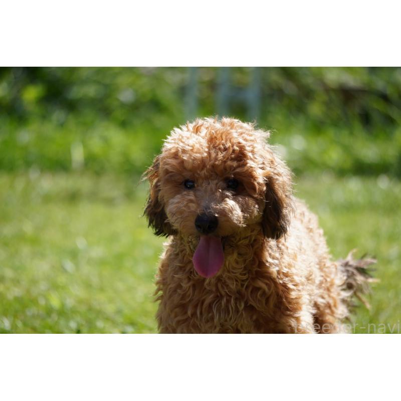 成約済の北海道のトイプードル-402023の3枚目