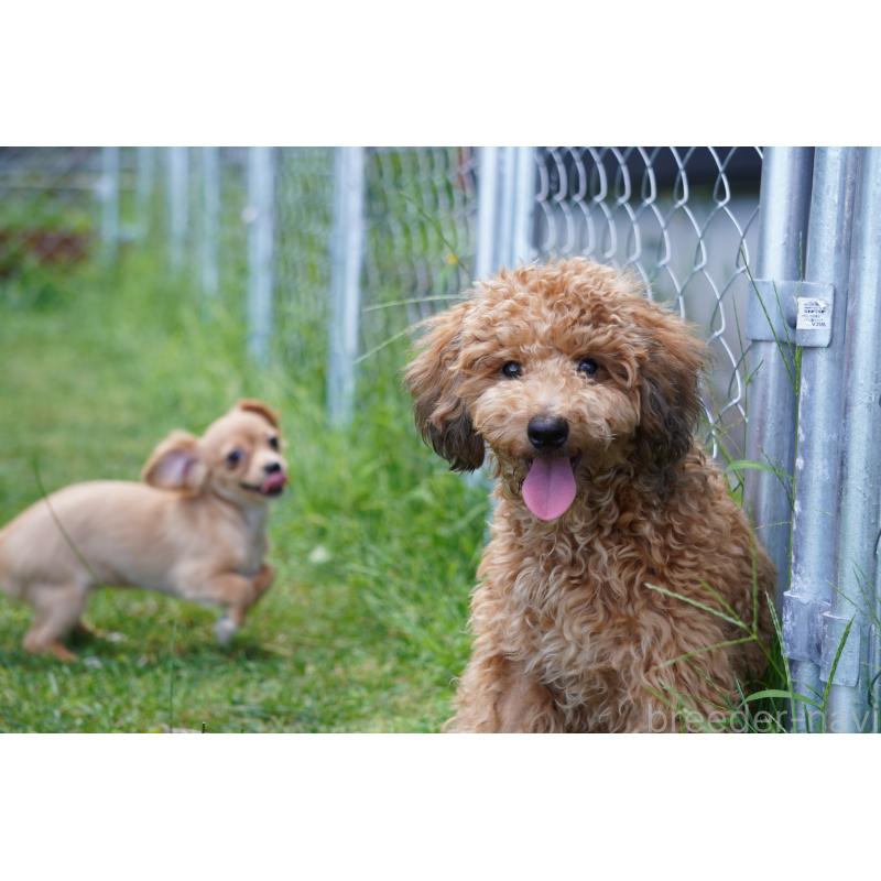 成約済の北海道のトイプードル-402023の2枚目