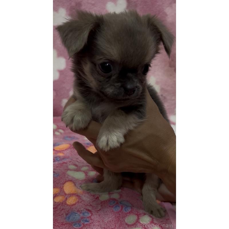 販売中の茨城県のミックス犬-417002の4枚目