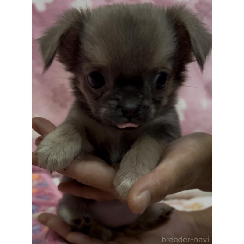 販売中の茨城県のミックス犬-417002の2枚目