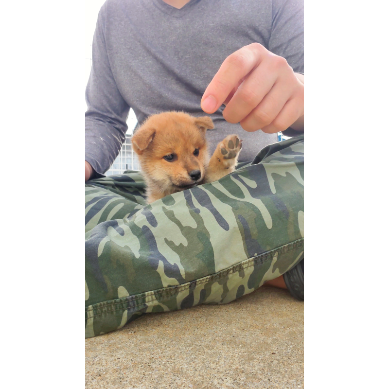 販売中の大阪府の柴犬-414889の5枚目