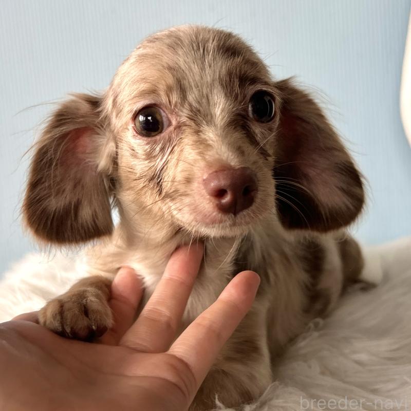 販売中の栃木県のチワックス:チワワ×ミニチュアダックスフンド-415728の11枚目