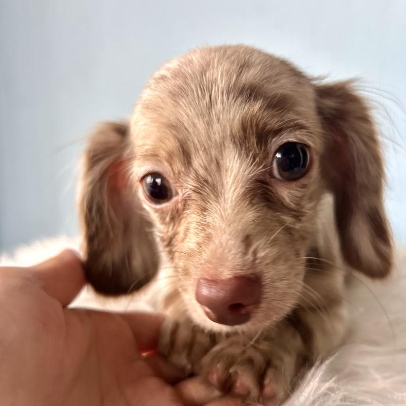 販売中の栃木県のチワックス:チワワ×ミニチュアダックスフンド-415728の10枚目