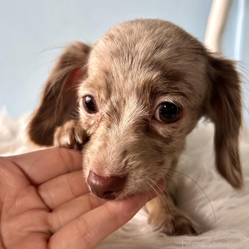 販売中の栃木県のチワックス:チワワ×ミニチュアダックスフンド-415728の9枚目