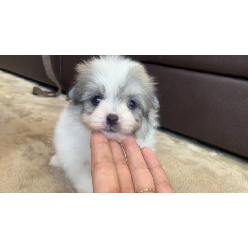 成約済の滋賀県のポメマル:ポメラニアン×マルチーズ-414070の5枚目