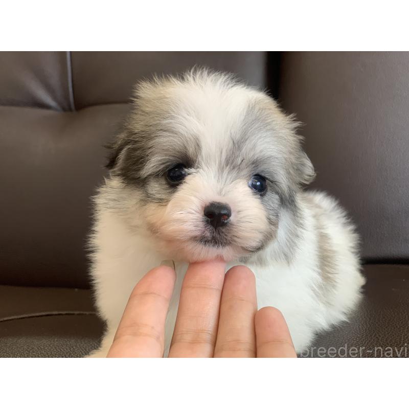成約済の滋賀県のポメマル:ポメラニアン×マルチーズ-414070の4枚目