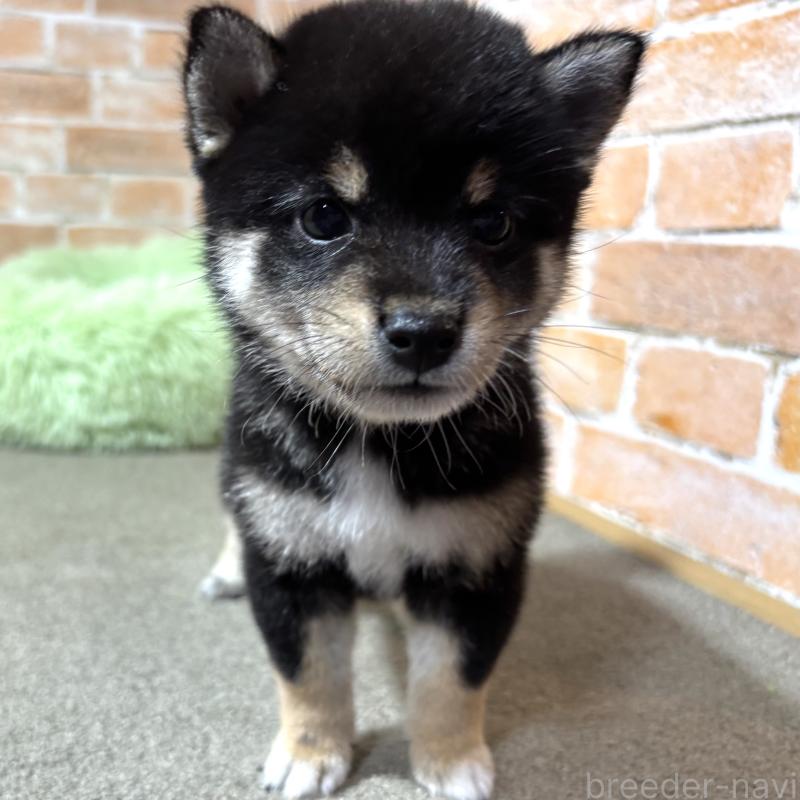 成約済の奈良県の豆柴-413232の1枚目